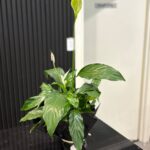 Peace Lily – Indoor Plant in Gift Wrap