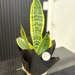 Snake Plant – Sansevieria in Gift Wrap