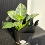 Philodendron Birkin – Indoor Plant in Gift Wrap