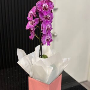 Orchids Phalaenopsis
