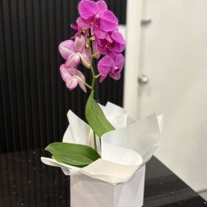 Orchids Phalaenopsis